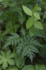 Pleurospermum uralense
