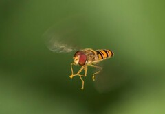 Episyrphus balteatus