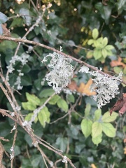 Evernia