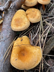 Hygrophoropsis aurantiaca
