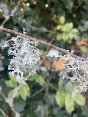 Evernia