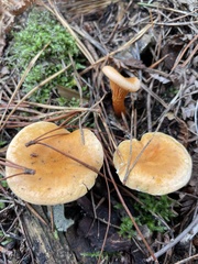 Hygrophoropsis aurantiaca