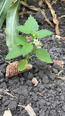 Solanum physalifolium