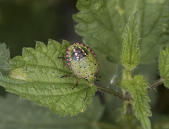 Nezara viridula