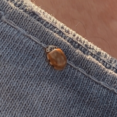 Harmonia quadripunctata