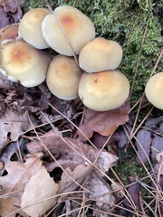 Hypholoma capnoides