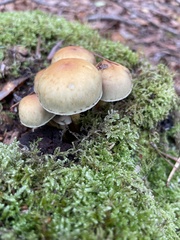 Hypholoma capnoides