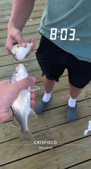 Leiostomus xanthurus