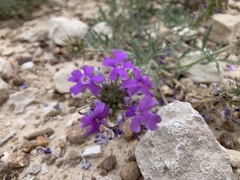 Verbena pulchella