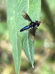 Ocyptamus dimidiatus