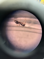 Formicinae