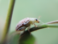 Calotheca