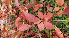 Parthenocissus