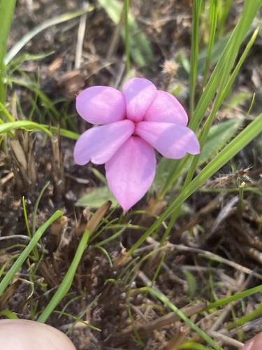 Hypoxidaceae image