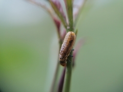 Calotheca