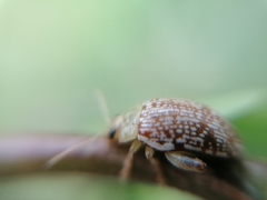 Calotheca