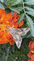 Autographa