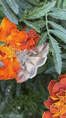 Autographa