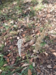 Calamagrostis epigejos