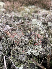 Cladonia floerkeana