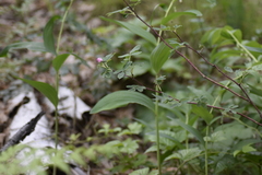 Rosa majalis