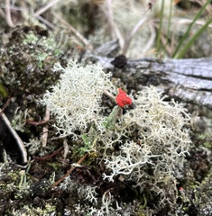 Cladonia floerkeana