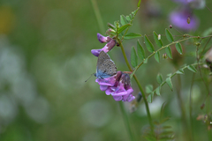 Cyaniris semiargus
