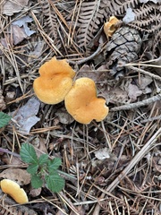 Hygrophoropsis aurantiaca