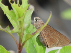 Asbolis capucinus