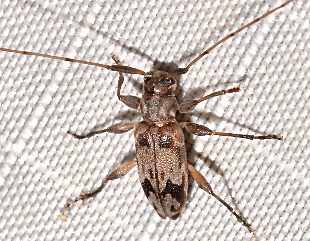 Polymitoleiopus signatus