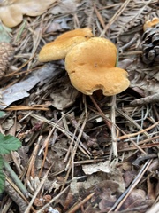 Hygrophoropsis aurantiaca