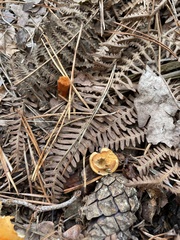 Hygrophoropsis aurantiaca