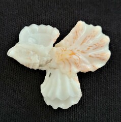 Plicatula gibbosa