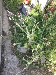 Carduus pycnocephalus