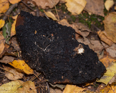 Inonotus obliquus sterilis