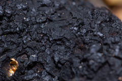 Inonotus obliquus sterilis