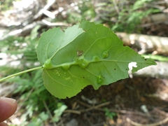 Harmandiola