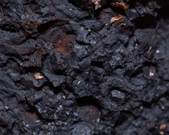 Inonotus obliquus sterilis