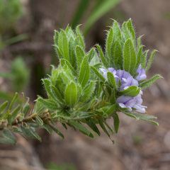 Psoralea obliqua
