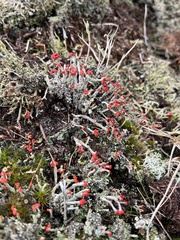 Cladonia floerkeana