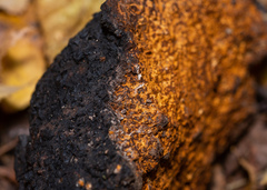 Inonotus obliquus sterilis