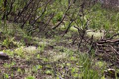 Heliophila diffusa flacca