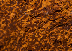 Inonotus obliquus sterilis