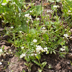 Heliophila diffusa flacca