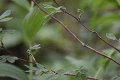 Rosa majalis