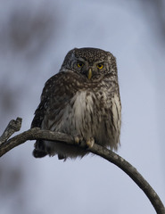 Glaucidium passerinum