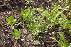 Heliophila diffusa flacca