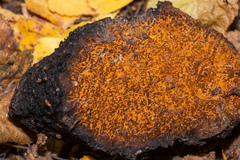 Inonotus obliquus sterilis