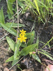 Hypoxis parvula parvula