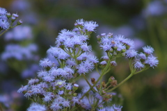 Conoclinium coelestinum